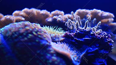 Coral Reef (Macro Close-up)