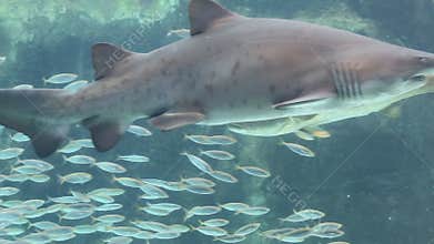 Aquarium fish display