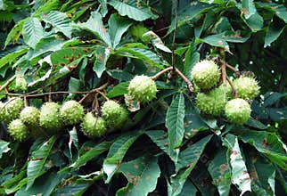 Horse Chestnut(Aesculus hippocastanum)