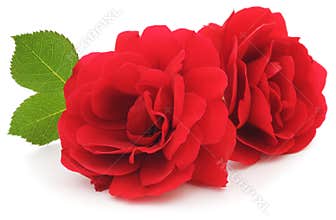 Red Roses