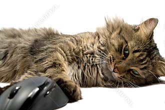 A cat and the computer mouse on a white background