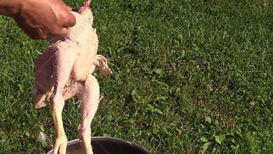 Peasant woman hand pick white broiler chicken hen feathers