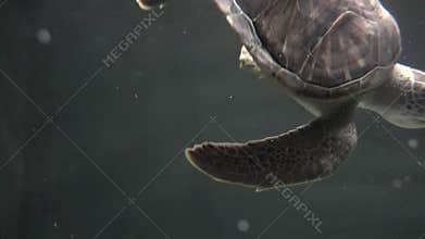 Turtles, Tortoises, Reptiles, Animals, Wildlife