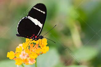 Beautiful butterfly