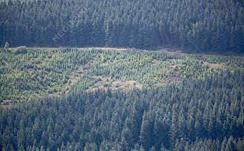 Deforestation
