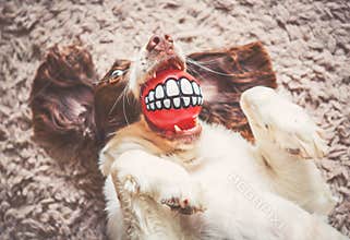 Funny dog