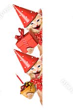 Smiling cat / kitten, happy birthday isolated