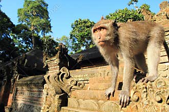Young Crab Eating Macaque, Ubud Monkey Temple, Bali, Indonesia