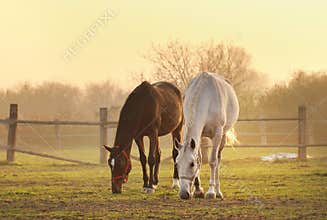 Two horses on ranch
