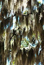 Spanish moss tree 02