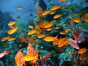 Tropical coral reef fish