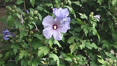 Purple Hibiscus