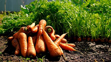 Carrot harvest in the garden. Selective focus.