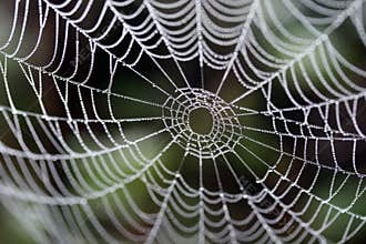 A spider's web