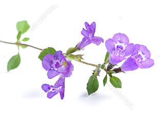 Clinopodium alpinum flowers
