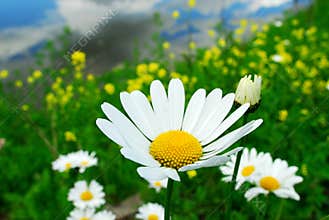Daisies