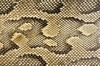 Textures - Snakeskin #1