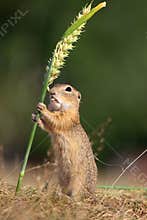 European ground squirrel, lat. Spermophilus citellus