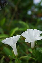 Soft white flower blooms amid lush green leaves