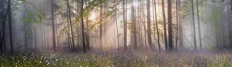 Magic Carpathian forest at dawn