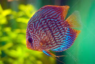 Discus fish
