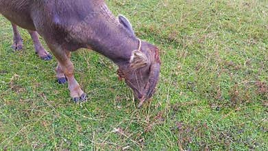 A buffalo with unique horns, one down and the other up, is eating grass in the field