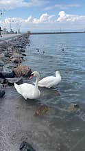White swans swimming in blue water - couple preening feathers