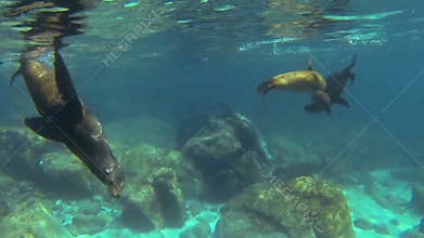California sea lions