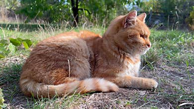 Blind ginger cat resting on the grass on a sunny day