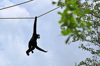 White-cheeked Gibbon, (Nomascus leucogenys)