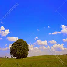 Solitary tree in summer field