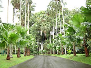 Wet, green, shady palm road