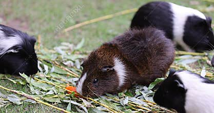 Colorful guinea pigs in an aviary for herbivores while eating grass