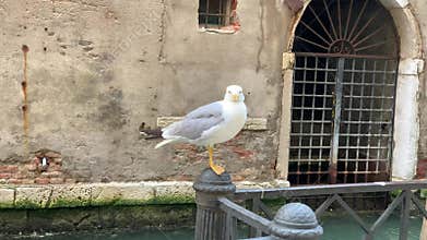 A seagull preens on a mooring post in Venice