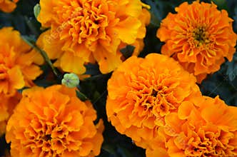 Marigold flowers
