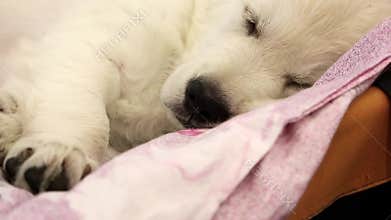 Little dog sleeping on the bed