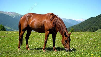 Chestnut Horse Grazing in Mountain Meadow Under Clear Blue Sky Sunlight During Day Wild Flowers Green Grass Peaceful Pasture