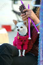 Knitting Dog