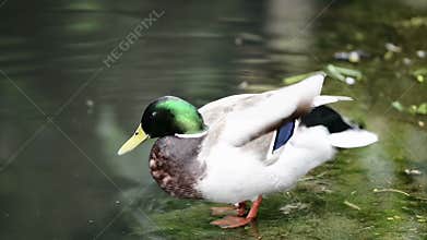 Duck cleaning feather