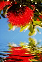 Native flower reflection