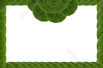 Frame form leaf.