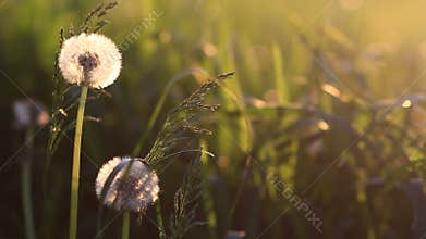 Green grass and dandelion blowing by the wind