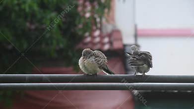 couple red collared dove hanging on iron pipe and preening feather in sky background