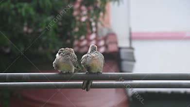 couple red collared dove hanging on iron pipe and preening feather in sky background