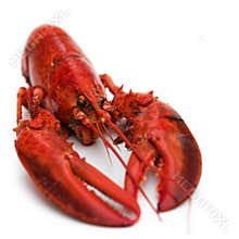 Lobster on white