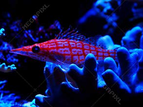 Tropical coral fish