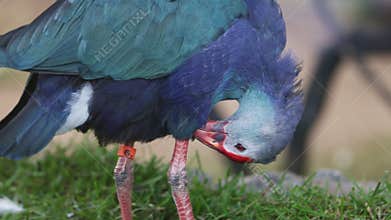 Purple Swamphen or Porphyrio Preening Feathers Close-up