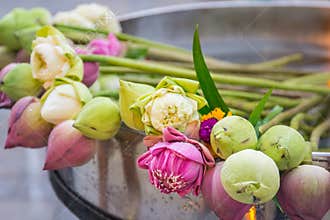 Lotus for worship buddha