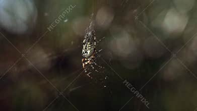 Close-up of a forest spider.
