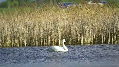 Mute swan (Cygnus olor). A white swan swims in a pond.